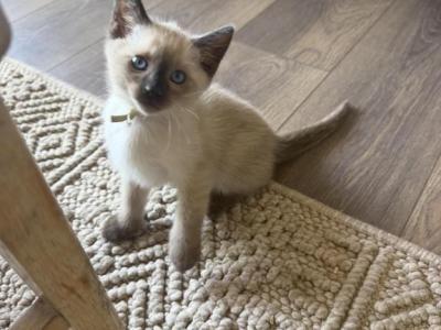 Kiwi - Siamese - Gallery Photo #1