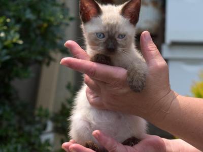 Whiskers - Siamese - Gallery Photo #1