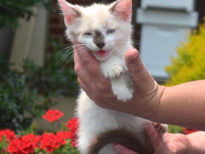Pebbles - Siamese - Gallery Photo #1