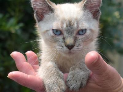Misty - Siamese - Gallery Photo #1