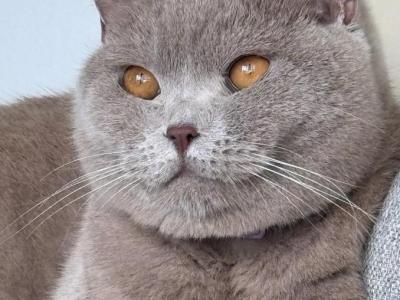 Lily - British Shorthair - Gallery Photo #1
