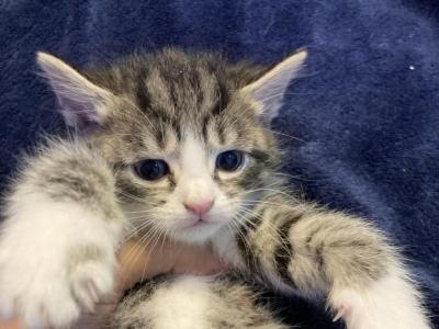 Precious - Domestic - Gallery Photo #1