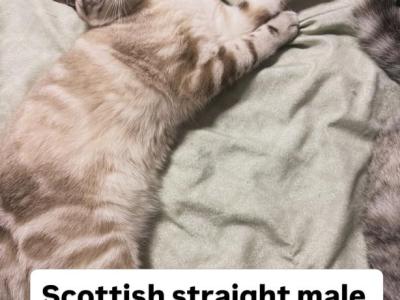 Ocean - Scottish Straight - Gallery Photo #1