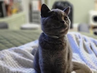 Penny - Scottish Straight - Gallery Photo #1