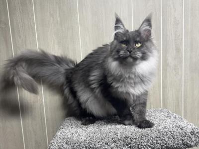 Titan Black High Smoke - Maine Coon - Gallery Photo #1
