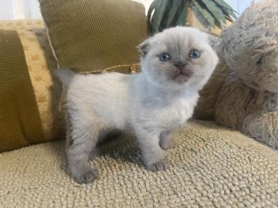 Macy - Scottish Fold - Gallery Photo #1