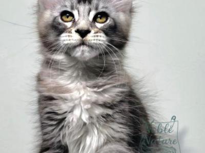Vinter - Maine Coon - Gallery Photo #1