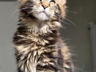 Varga - Maine Coon - Gallery Photo #1