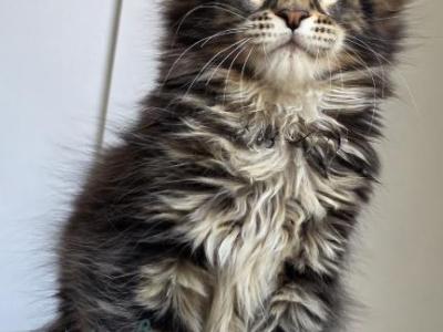 Varga - Maine Coon - Gallery Photo #1