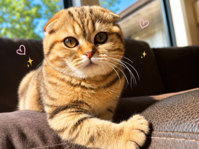 Tiny - Scottish Fold - Gallery Photo #1