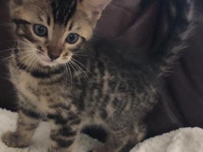 Simba - Bengal - Gallery Photo #1