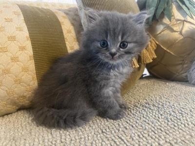 Benny - Scottish Straight - Gallery Photo #1