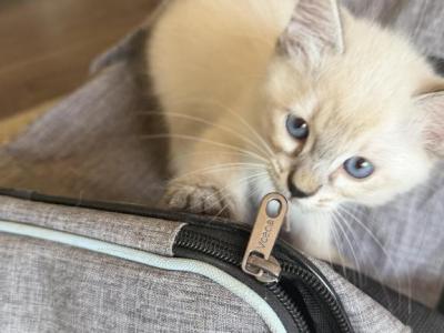 Berry - Siamese - Gallery Photo #1