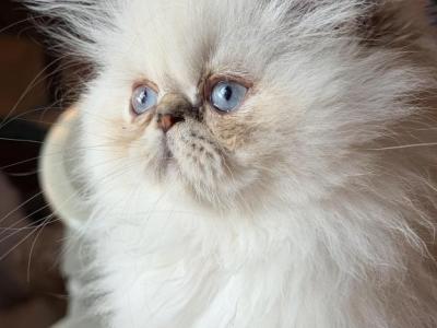 Tatertot - Himalayan - Gallery Photo #1