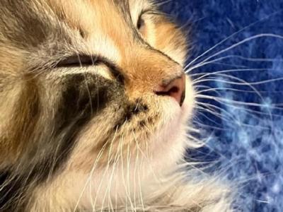 Titania - Siberian - Gallery Photo #1