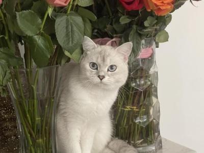 Pearl - British Shorthair - Gallery Photo #1