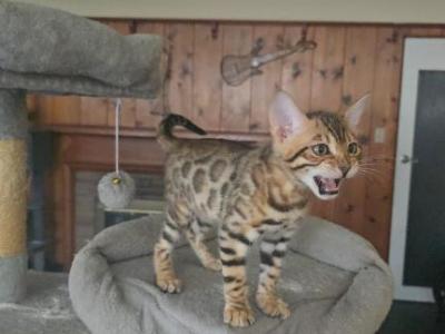 Sultan - Bengal - Gallery Photo #1