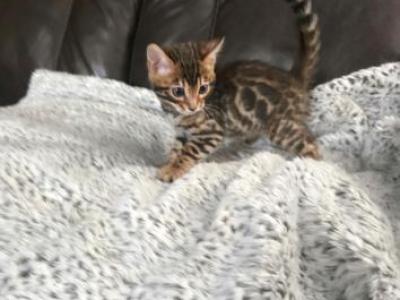 Simba - Bengal - Gallery Photo #1