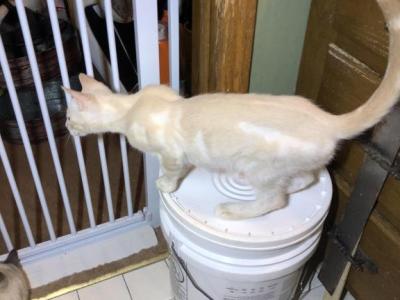 Dewey - Bengal - Gallery Photo #1