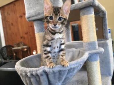 Mufasa - Bengal - Gallery Photo #1