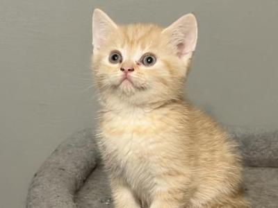 Brother - Scottish Fold - Gallery Photo #1