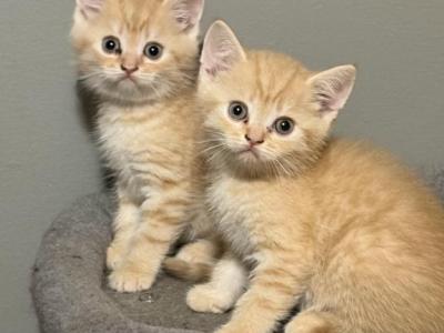 Brother - Scottish Fold - Gallery Photo #1