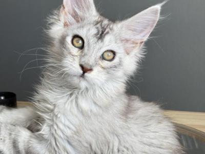Titan - Maine Coon - Gallery Photo #1