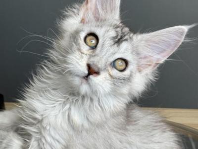 Titan - Maine Coon - Gallery Photo #1