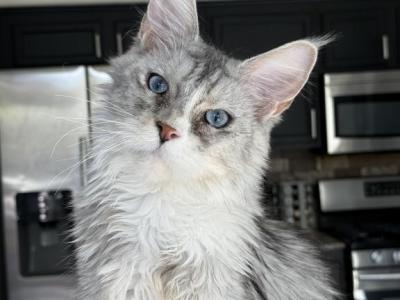 Penelope Blue Eyed - Maine Coon - Gallery Photo #1