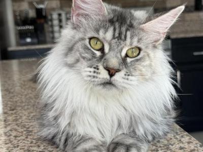Mia - Maine Coon - Gallery Photo #1