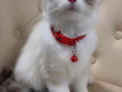 Ragdoll Kittens - Ragdoll - Gallery Photo #1
