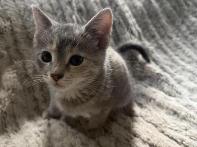 Siamese Persian Mix - Siamese - Gallery Photo #1