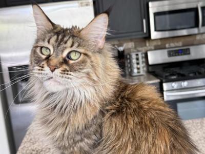 Kleopatra - Maine Coon - Gallery Photo #1