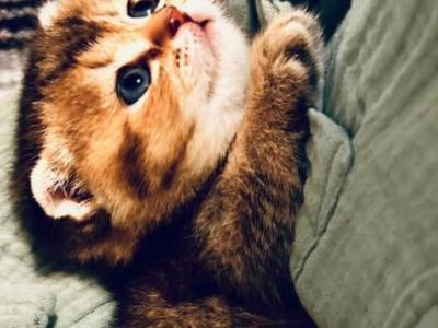 Hazel - Scottish Fold - Gallery Photo #1