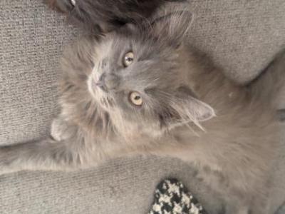 Grey - Maine Coon - Gallery Photo #1
