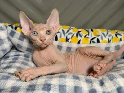 ATLAS ODD EYE - Sphynx - Gallery Photo #1