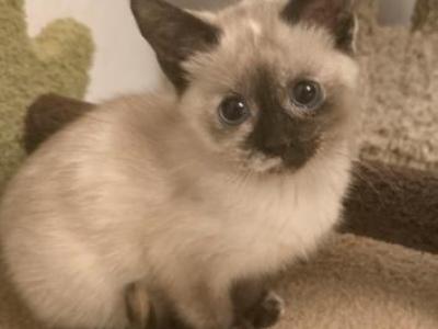 Seal Tortie Point Siamese - Siamese - Gallery Photo #1