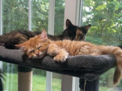 Orange - Maine Coon - Gallery Photo #1