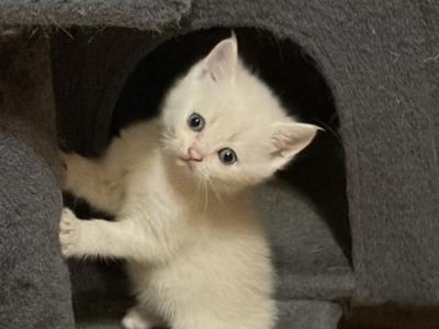 Beil - Scottish Fold - Gallery Photo #1