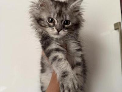 Maine Coon Kittens  Ready For Forever - Maine Coon - Gallery Photo #1