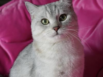 Bunty - British Shorthair - Gallery Photo #1