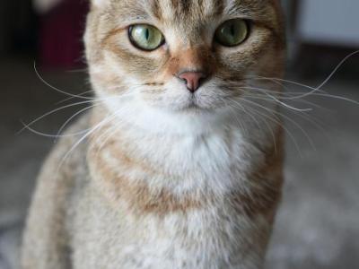 Birdie - British Shorthair - Gallery Photo #1