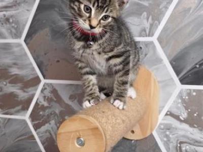 Bengal R Kittens Ready Now - Bengal - Gallery Photo #1
