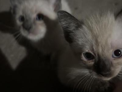 Siamese - Siamese - Gallery Photo #1