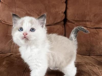 Ragdoll Kittens Ready Now - Ragdoll - Gallery Photo #1