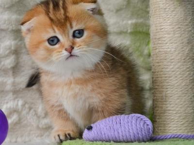 Munchkin Kittens Ready Now - Munchkin - Gallery Photo #1