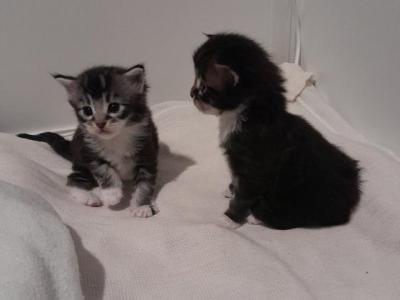 Maine Coon Kittens  Ready For Forever - Maine Coon - Gallery Photo #1