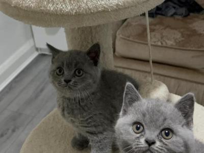 British Shorthair Kittens Ready Now - British Shorthair - Gallery Photo #1