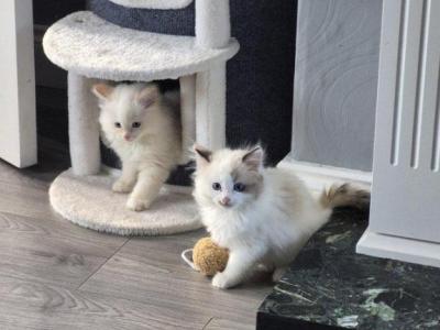 Ragdoll Kittens Ready Now - Ragdoll - Gallery Photo #1