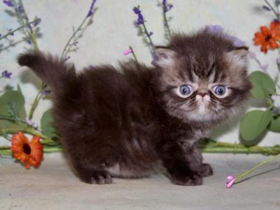 Persian Kittens  Ready Forever - Persian - Gallery Photo #1
